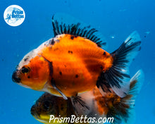 Load image into Gallery viewer, Baby Calico Godzilla Shogun Oranda Male (3.25 inch length) Imported from Thailand