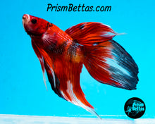Load image into Gallery viewer, Red Koi Veiltail Male (Only one)