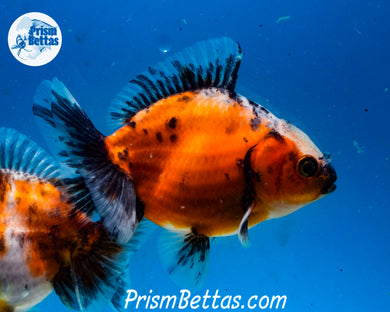 Baby Calico Godzilla Shogun Oranda Male (3.25 inch length) Imported from Thailand