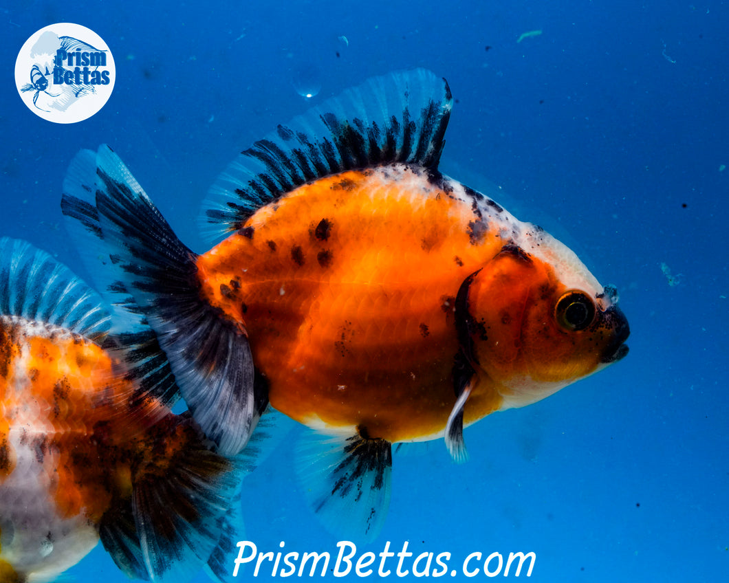 Baby Calico Godzilla Shogun Oranda Male (3.25 inch length) Imported from Thailand
