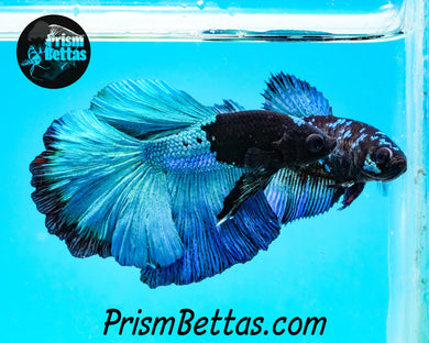 Blacklight Halfmoon Male