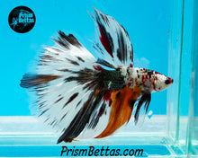 Load image into Gallery viewer, Copper Marble Halfmoon Male