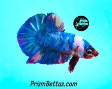 Load image into Gallery viewer, Marble Halfmoon Plakat Male