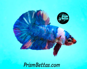 Marble Halfmoon Plakat Male