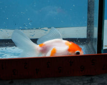 Load image into Gallery viewer, Orange and White Oranda  (3 inches) Imported from Thailand