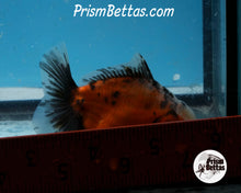 Load image into Gallery viewer, Baby Calico Godzilla Shogun Oranda Male (3.25 inch length) Imported from Thailand