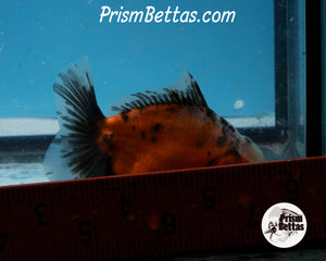 Baby Calico Godzilla Shogun Oranda Male (3.25 inch length) Imported from Thailand