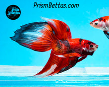 Load image into Gallery viewer, Red Koi Veiltail Male (Only one)