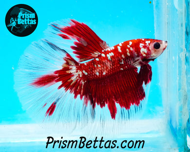 Copper Galaxy Koi Halfmoon Male