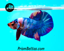 Load image into Gallery viewer, Marble Halfmoon Plakat Male