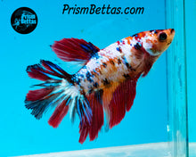Load image into Gallery viewer, Marble Halfmoon Female