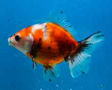 Load image into Gallery viewer, Calico Shogun Godzilla Oranda  (4 inches) Imported from Thailand