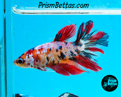 Marble Halfmoon Female