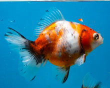 Load image into Gallery viewer, Calico Shogun Godzilla Oranda  (4 inches) Imported from Thailand