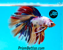 Load image into Gallery viewer, Rainbow Marble Halfmoon Male