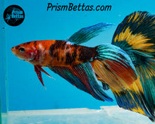 Load image into Gallery viewer, Candy Koi Veiltail Female
