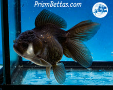 Load image into Gallery viewer, Panda Monster Oranda Female (4 inches) Imported from Thailand