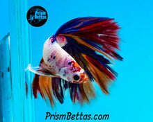 Load image into Gallery viewer, Rainbow Marble Halfmoon Male