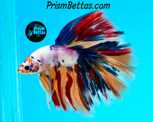 Rainbow Marble Halfmoon Male