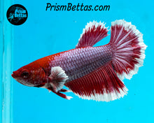 Load image into Gallery viewer, Purple Salamander Halfmoon Female