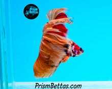 Load image into Gallery viewer, Candy Koi Rosetail Halfmoon Male