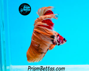 Candy Koi Rosetail Halfmoon Male