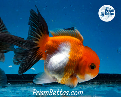 Tricolor Monster Oranda Imported from Thailand