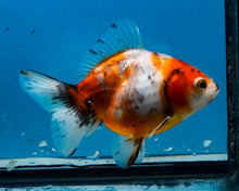 Load image into Gallery viewer, Calico Shogun Godzilla Oranda  (4 inches) Imported from Thailand