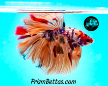 Load image into Gallery viewer, Candy Koi Rosetail Halfmoon Male