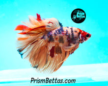 Load image into Gallery viewer, Candy Koi Rosetail Halfmoon Male