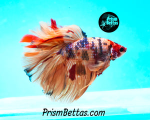 Candy Koi Rosetail Halfmoon Male