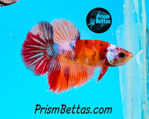 Candy Koi Halfmoon Female