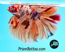 Load image into Gallery viewer, Candy Koi Rosetail Halfmoon Male