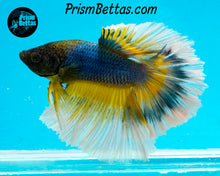 Load image into Gallery viewer, Mustard Gas Butterfly Halfmoon Male