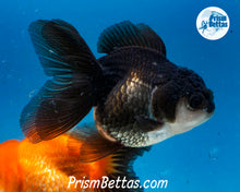 Load image into Gallery viewer, Panda Monster Oranda Female (4 inches) Imported from Thailand