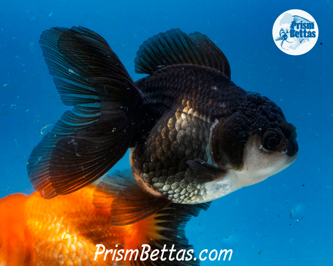 Panda Monster Oranda Female (4 inches) Imported from Thailand