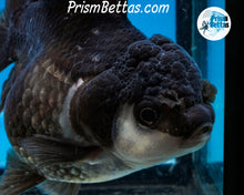 Load image into Gallery viewer, Panda Monster Oranda Female (4 inches) Imported from Thailand