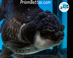 Panda Monster Oranda Female (4 inches) Imported from Thailand