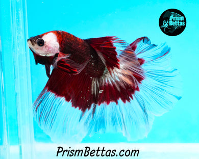 Red Copper Butterfly Marble Halfmoon Male