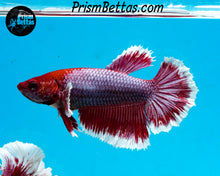 Load image into Gallery viewer, Purple Salamander Halfmoon Female