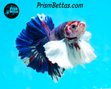 Load image into Gallery viewer, Purple Rainbow Marble Dumbo Halfmoon Plakat Male