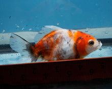 Load image into Gallery viewer, Calico Shogun Godzilla Oranda  (4 inches) Imported from Thailand