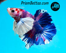 Load image into Gallery viewer, Purple Rainbow Marble Dumbo Halfmoon Plakat Male