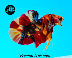 Candy Koi Halfmoon Plakat Male