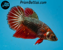 Load image into Gallery viewer, Copper Marble Halfmoon Female