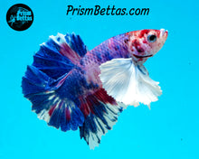 Load image into Gallery viewer, Purple Rainbow Marble Dumbo Halfmoon Plakat Male