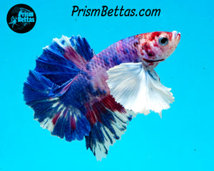 Purple Rainbow Marble Dumbo Halfmoon Plakat Male