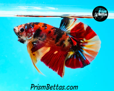 Candy Koi Halfmoon Plakat Male