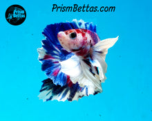 Load image into Gallery viewer, Purple Rainbow Marble Dumbo Halfmoon Plakat Male