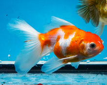 Load image into Gallery viewer, Orange and white  Oranda  (3.5 inches) Imported from Thailand